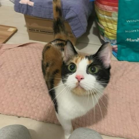 Enlarge Calypso, a Adoptable Domestic Short Hair in Pickering, ON image 1/3