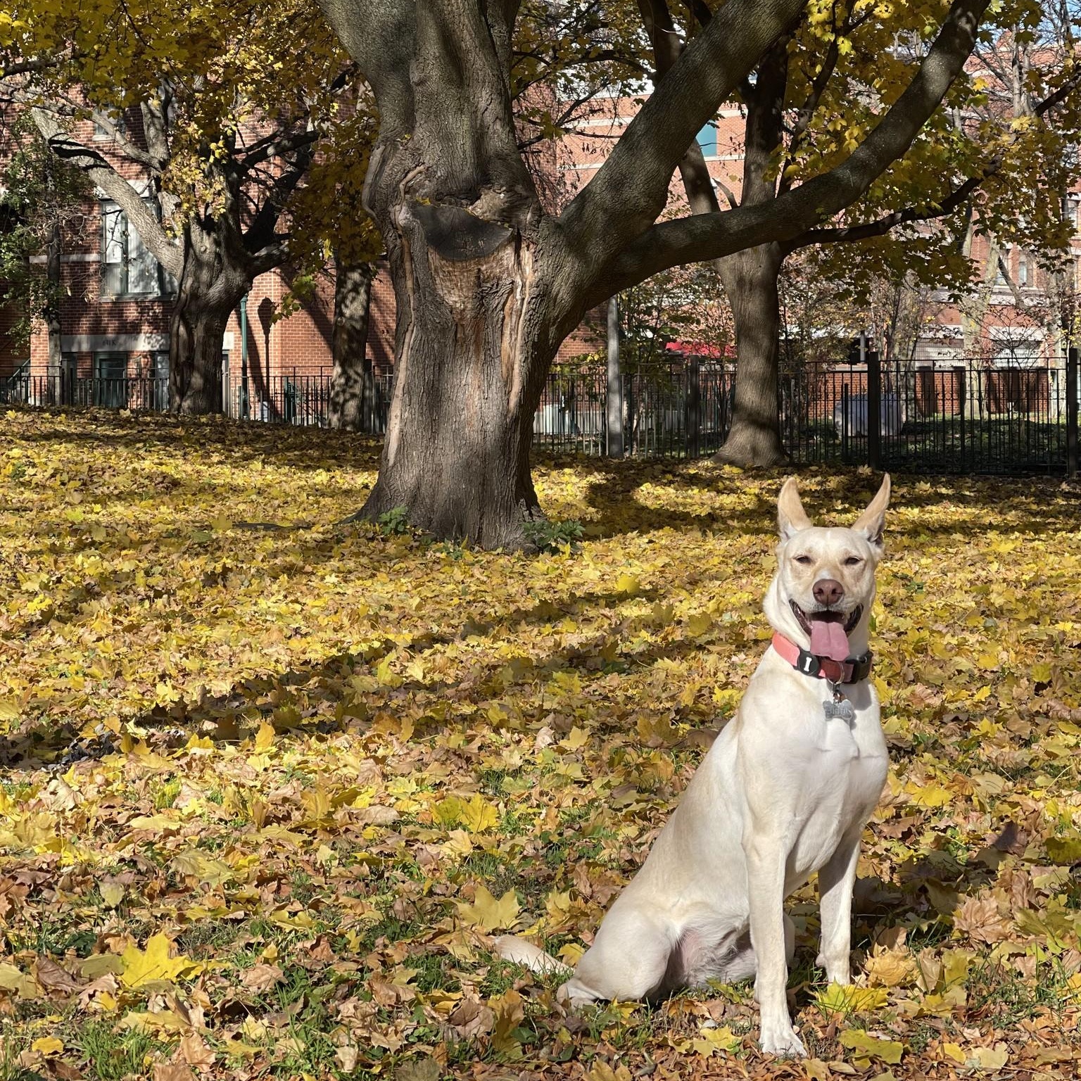 Enlarge Sigrit 4 year old Female Carolina Dog - Microchipped, up to date on shots, house trained, a Adoptable Carolina Dog in Saint Paul, MN image 3/6