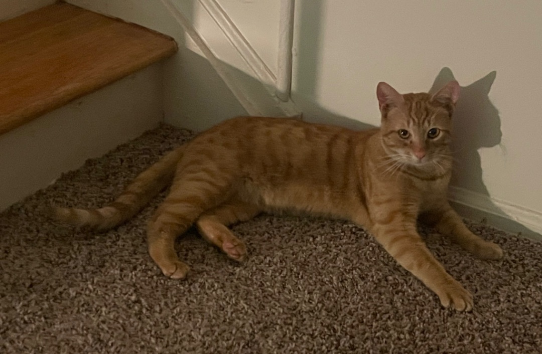 Romeo, a Adoptable Domestic Short Hair image 1/6