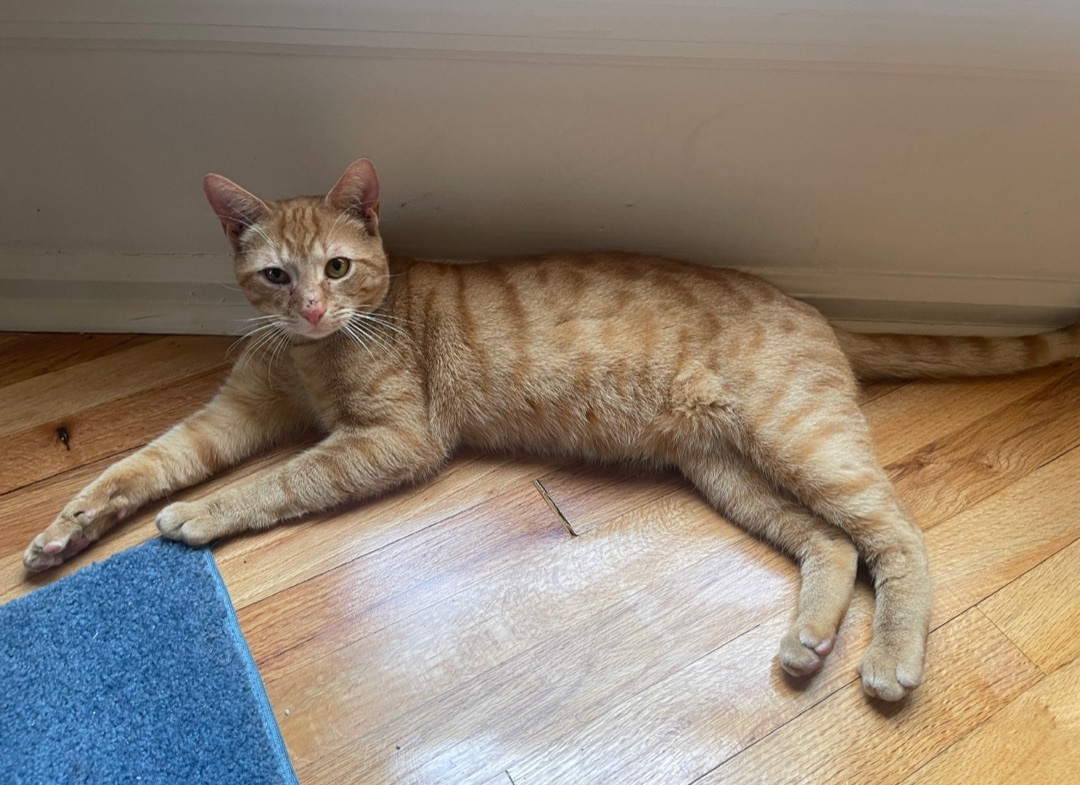 Romeo, a Adoptable Domestic Short Hair image 2/6