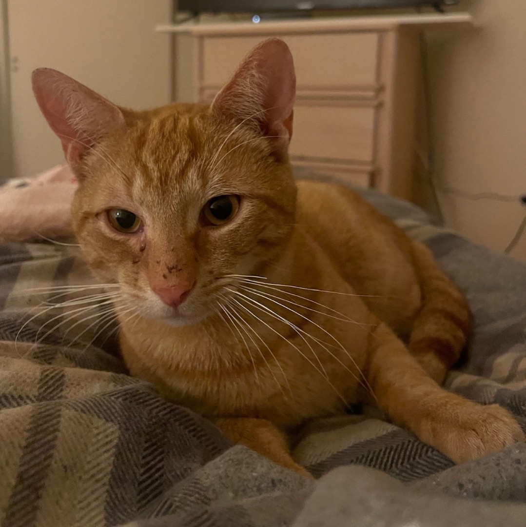 Romeo, a Adoptable Domestic Short Hair image 3/6