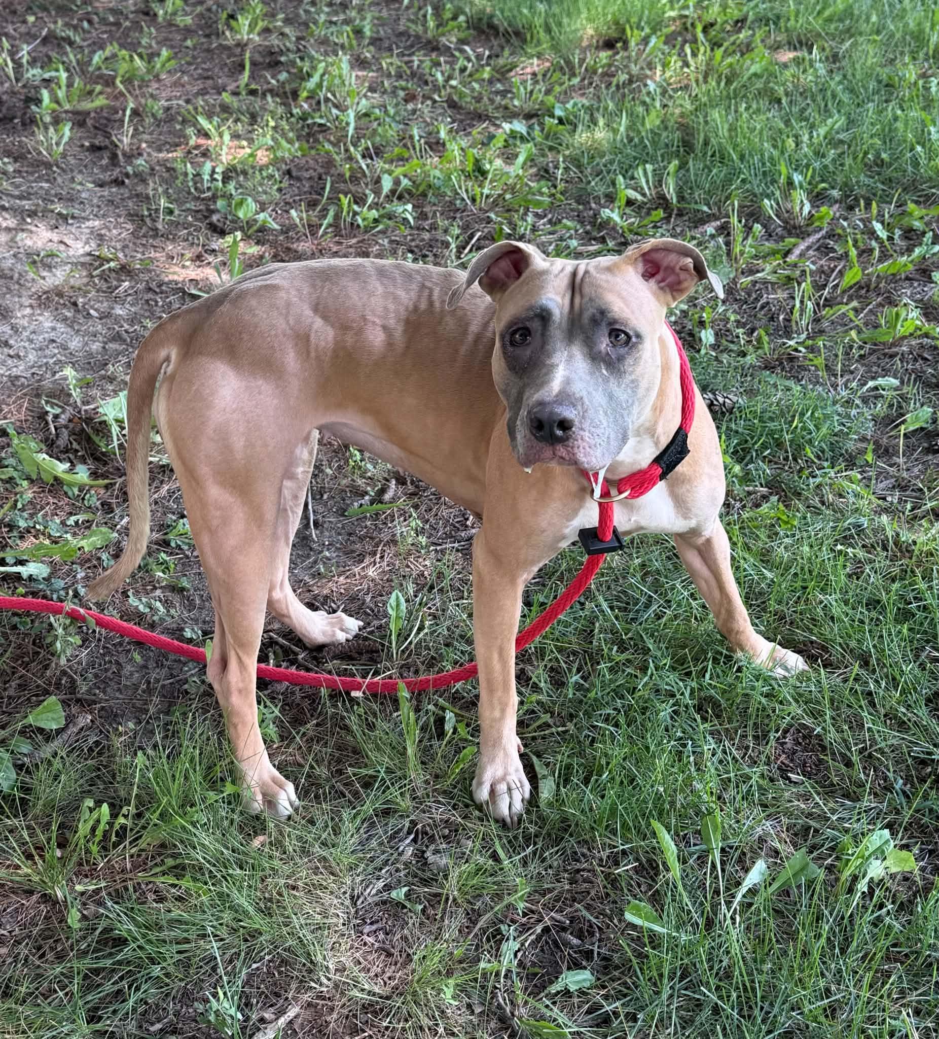 Enlarge Trixie (in a FOSTER home), a Adoptable mixed breed in Springfield, IL image 3/3