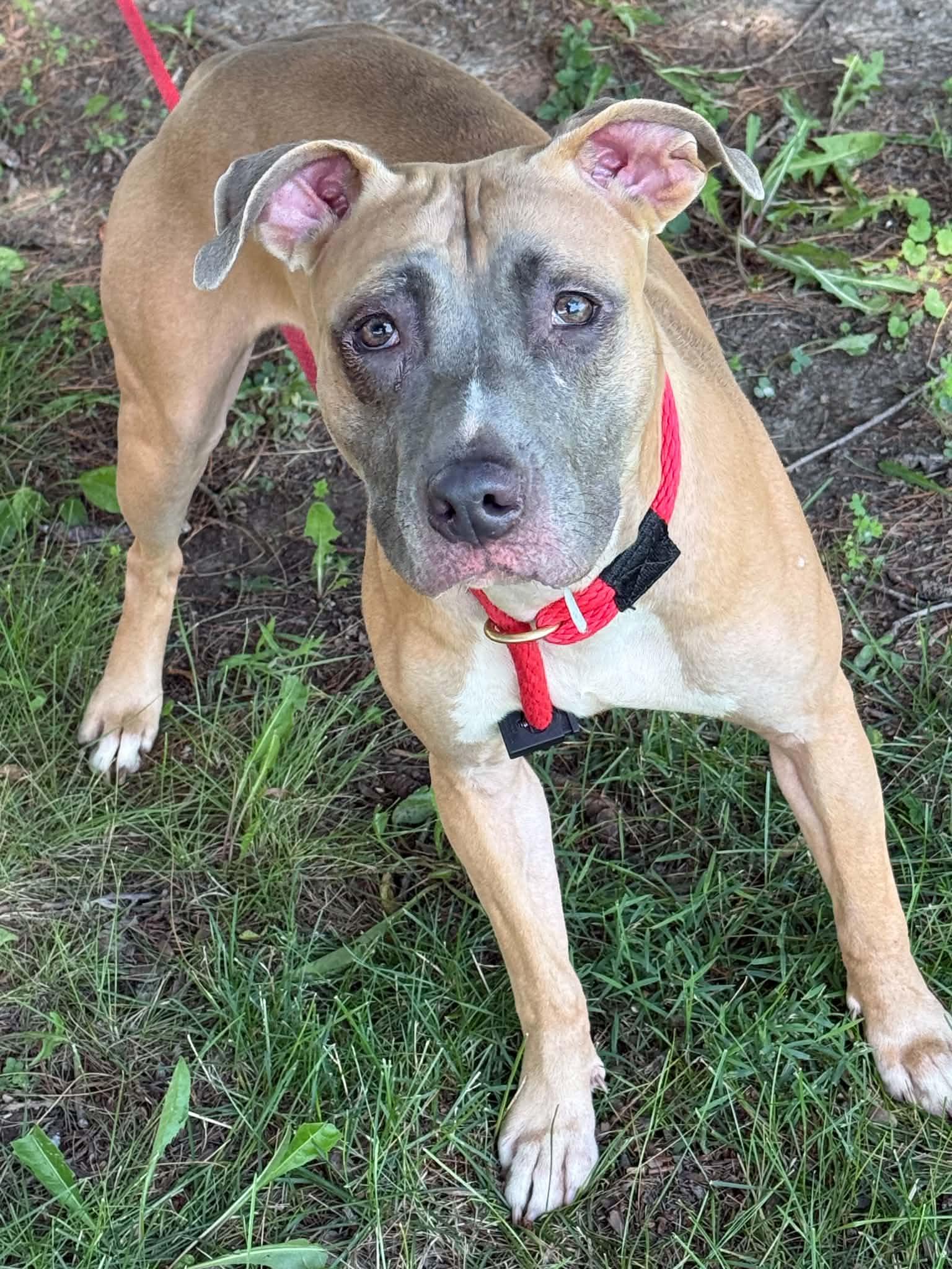 Enlarge Trixie (in a FOSTER home), a Adoptable mixed breed in Springfield, IL image 2/3