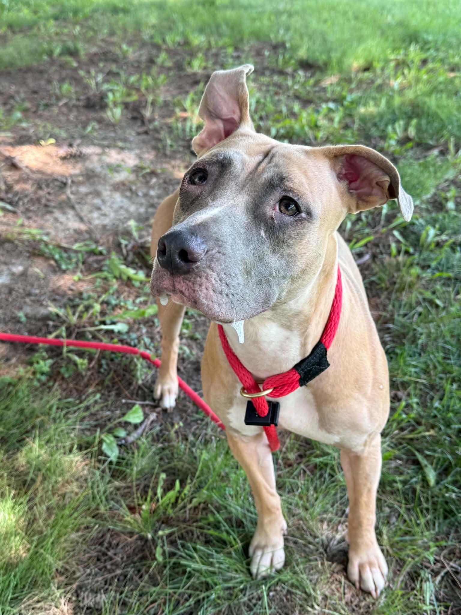 Trixie (in a FOSTER home), Adoptable, Adult Female Pit Bull Terrier.