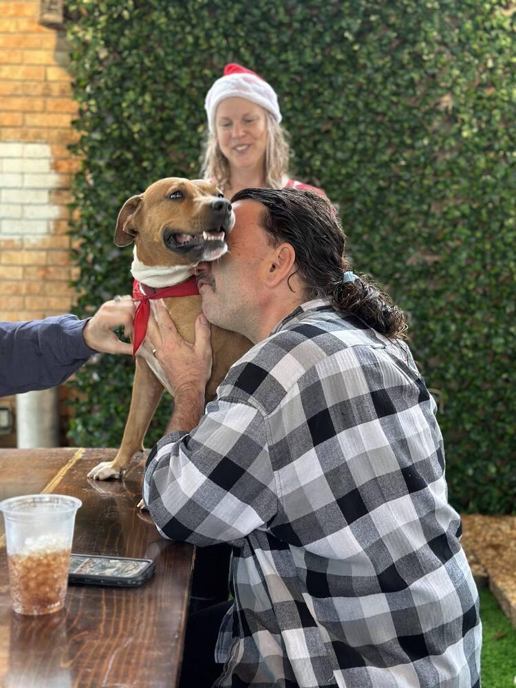 Enlarge Sophia, a Adoptable Beagle in Milton, FL image 1/6