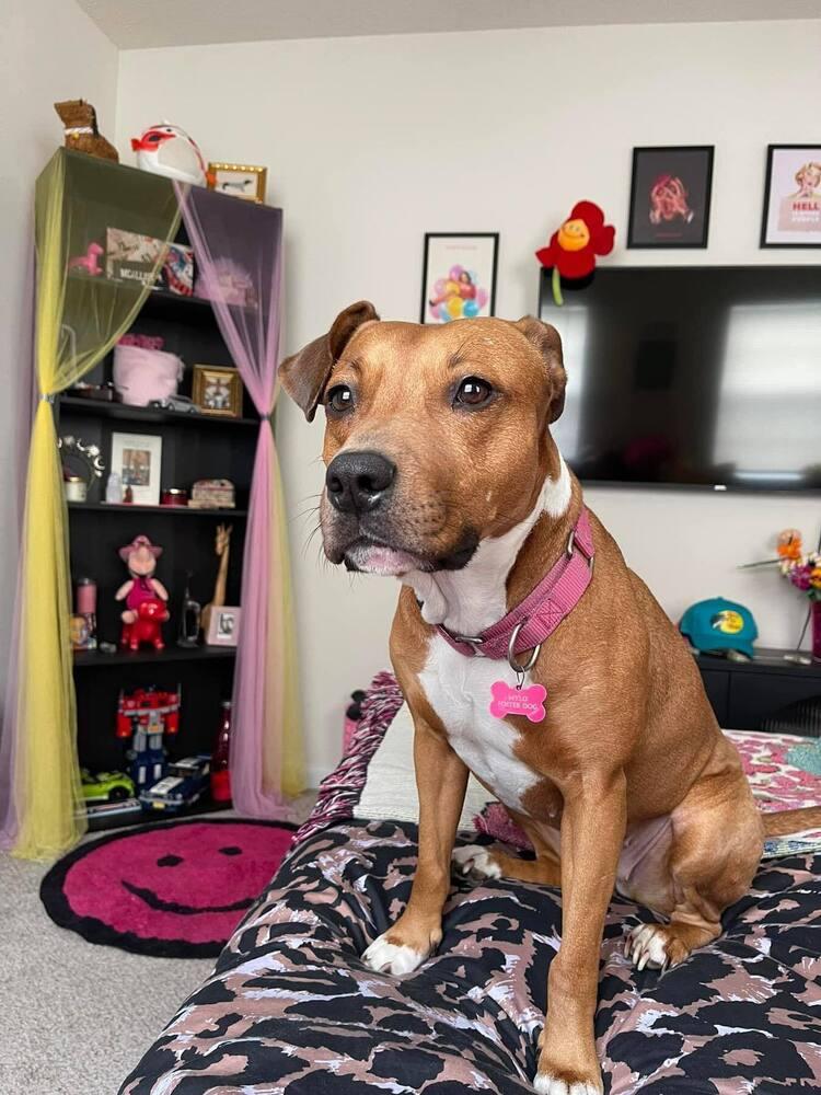 Sophia, Adoptable, Young Female Beagle.