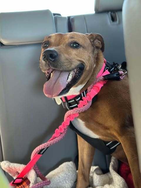 Sophia, Adoptable, Young Female Beagle.