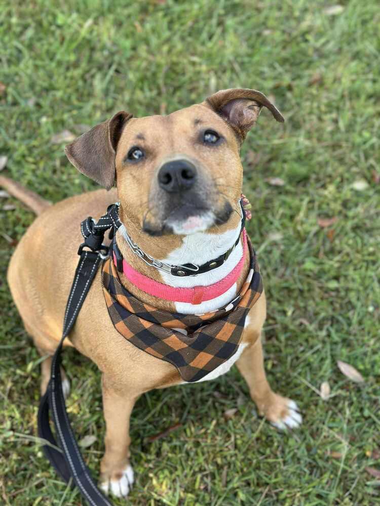 Enlarge Sophia, a Adoptable Beagle in Milton, FL image 4/6