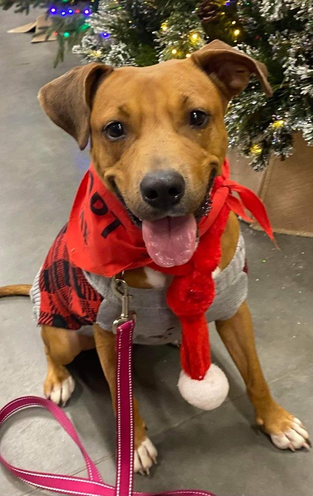 Enlarge Sophia, a Adoptable Beagle in Milton, FL image 5/6