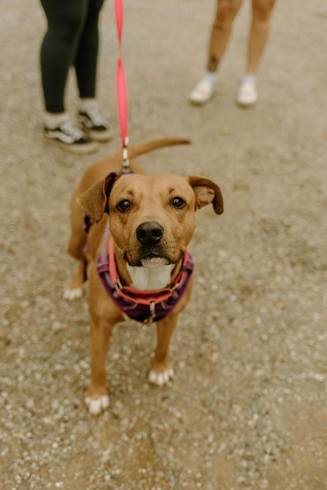 Enlarge Sophia, a Adoptable Beagle in Milton, FL image 6/6