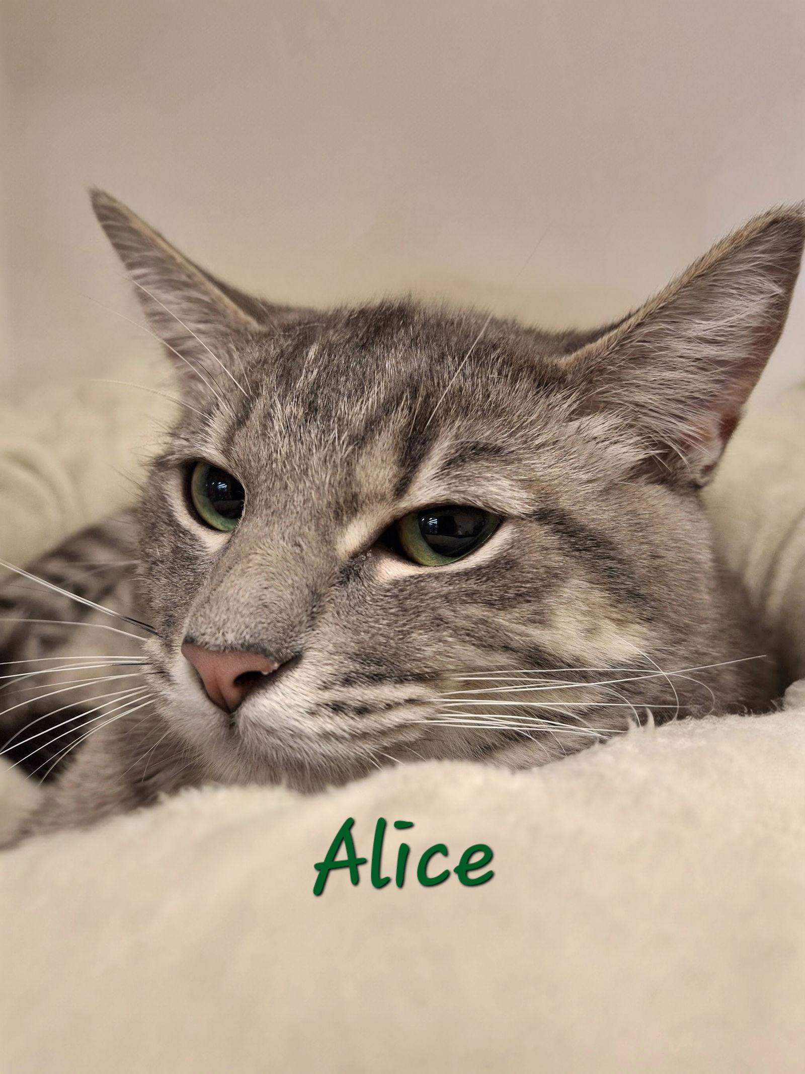 Alice #queen-of-hearts, a Adoptable mixed breed in Houston, TX image 3/3