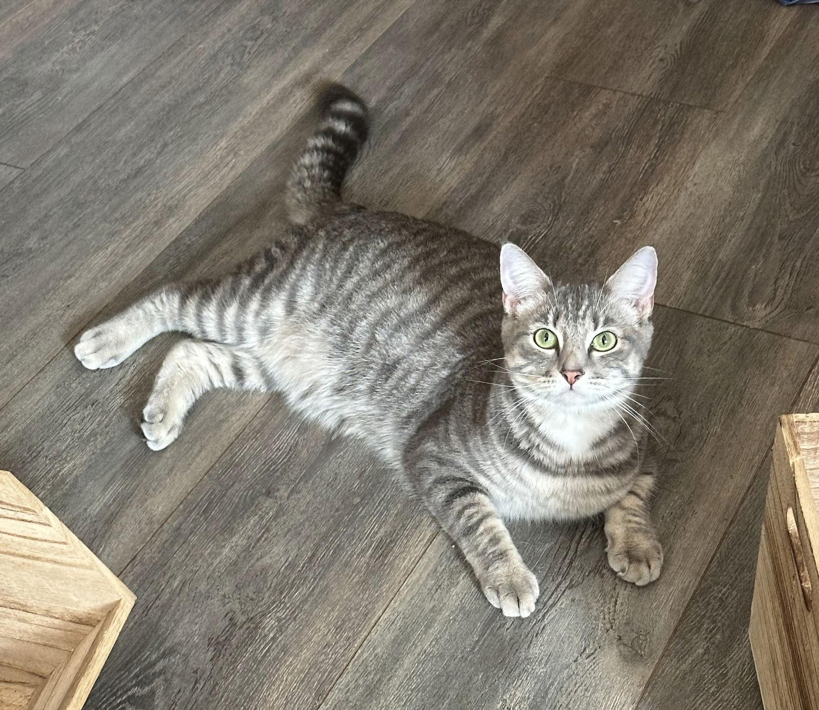 Alice #queen-of-hearts, a Adoptable mixed breed in Houston, TX image 2/3