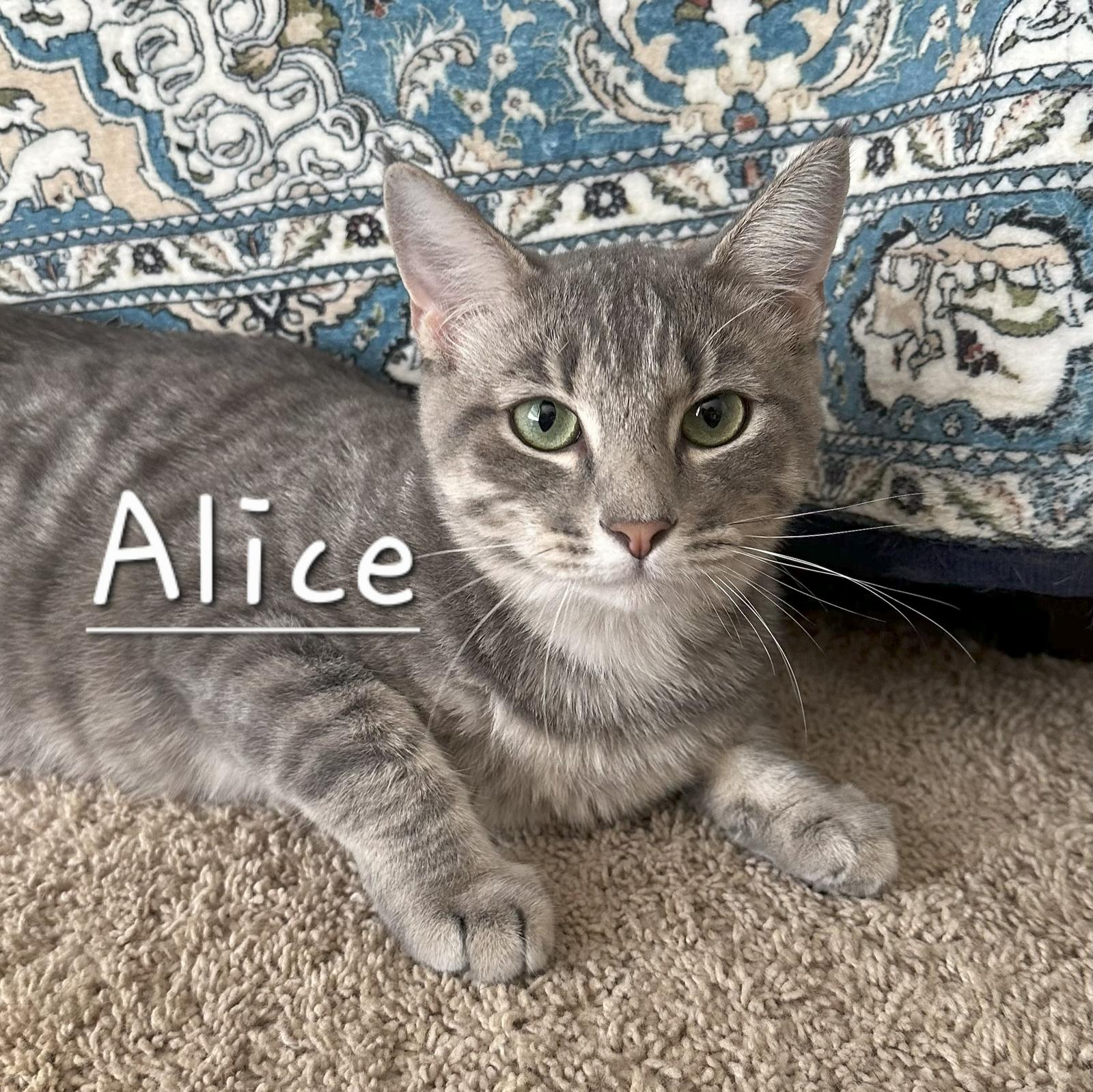Alice #queen-of-hearts, a Adoptable mixed breed in Houston, TX image 1/3