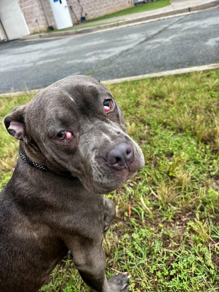 DA 3 CeCe, a Adoptable Pit Bull Terrier in Glen Allen, VA image 1/3
