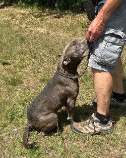 DA 3 CeCe, a Adoptable Pit Bull Terrier in Glen Allen, VA image 2/3