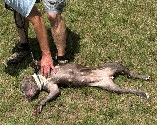 DA 3 CeCe, a Adoptable Pit Bull Terrier in Glen Allen, VA image 3/3