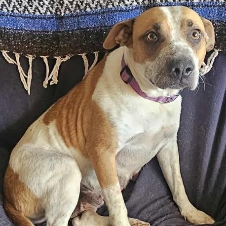 Jessie, ADOPTABLE, Adult Female Pit Bull Terrier.