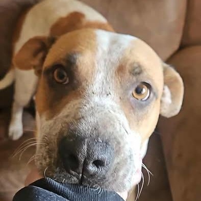 Enlarge Jessie, a ADOPTABLE mixed breed in Shinnston, WV image 2/3