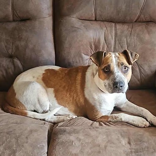 Enlarge Jessie, a ADOPTABLE mixed breed in Shinnston, WV image 3/3