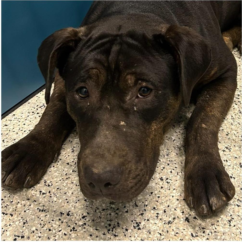 NICOLE  Available NOW - ADOPTION or RESCUE!, Adoptable, Young Female Mixed Breed.