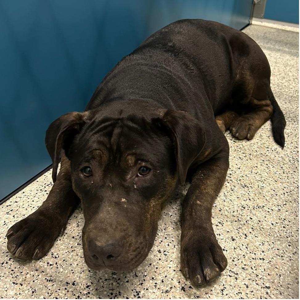 Enlarge NICOLE  Available NOW - ADOPTION or RESCUE!, a Adoptable Mixed Breed in Nashville, NC image 2/2