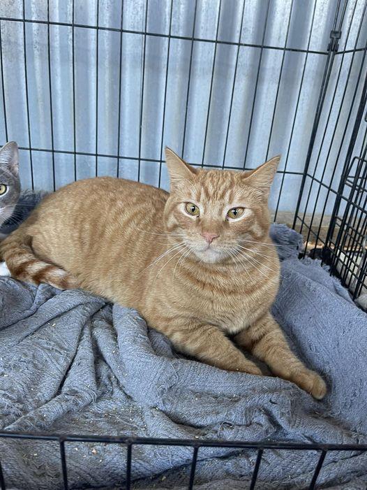 David Rose, Adoptable, Young Male Domestic Medium Hair & Tabby.