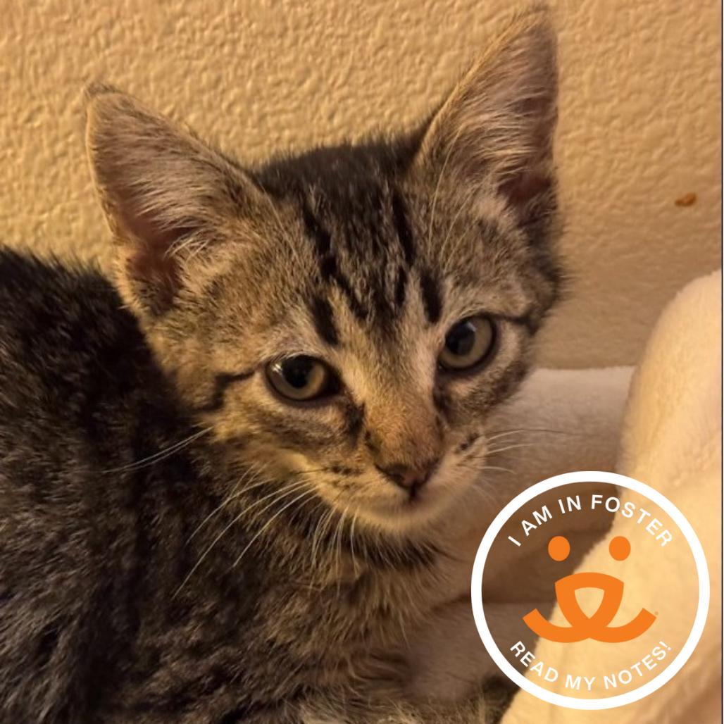 Enlarge Altair, a Adoptable Domestic Short Hair in League City, TX image 1/1