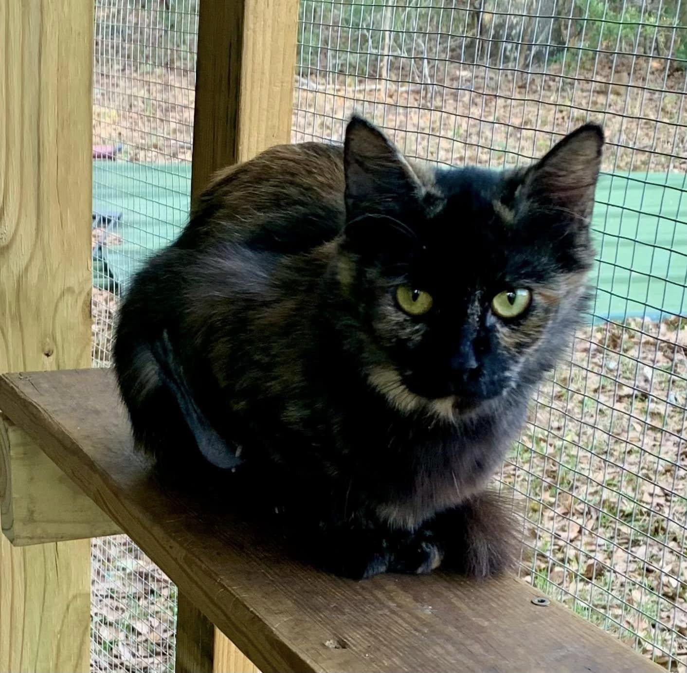 Momma, an adoptable American Shorthair in HARTFORD, AL, 36344 | Photo Image 1
