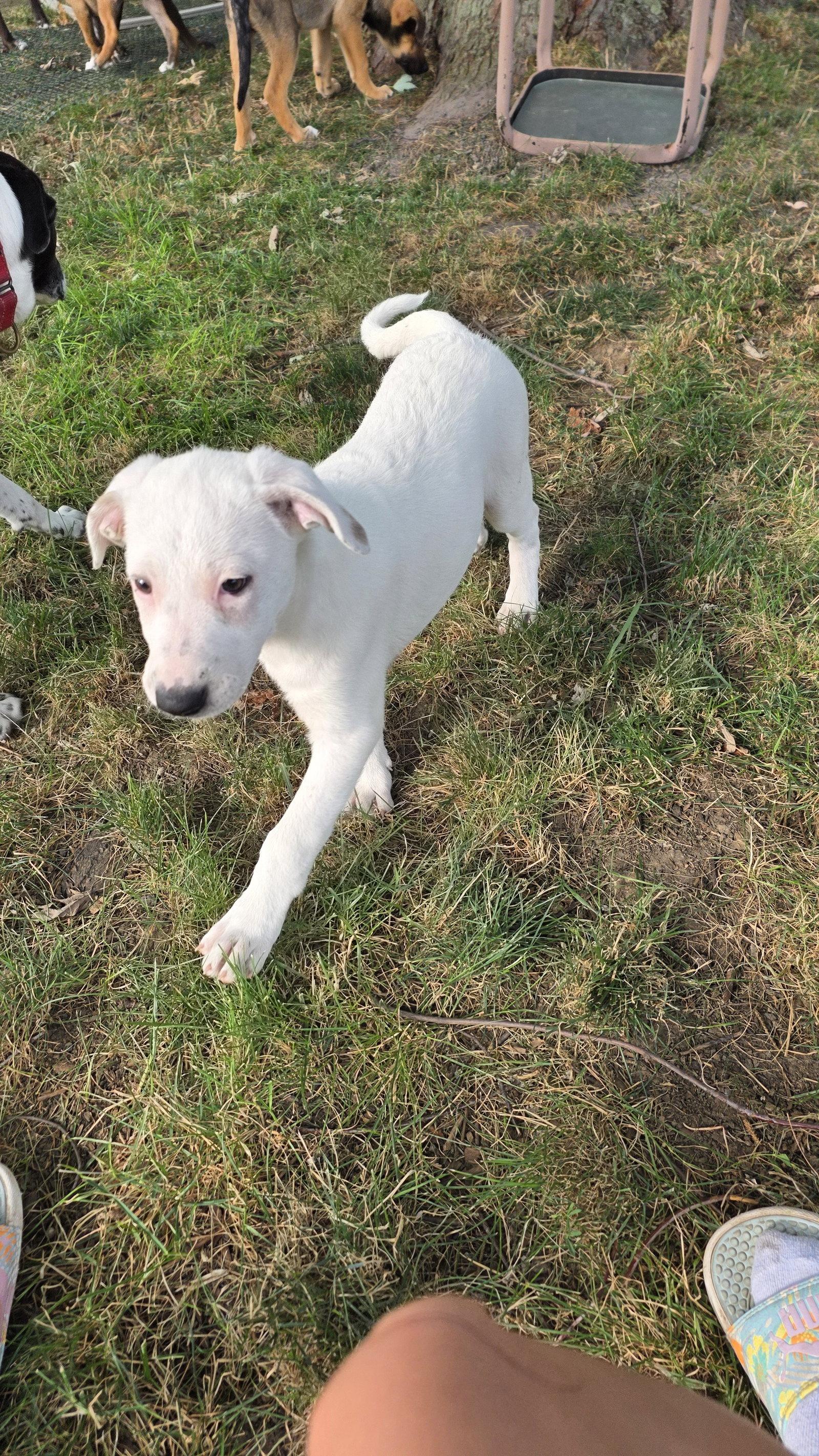 Aphrodite, Adoptable, Puppy Female Hound & Shepherd.