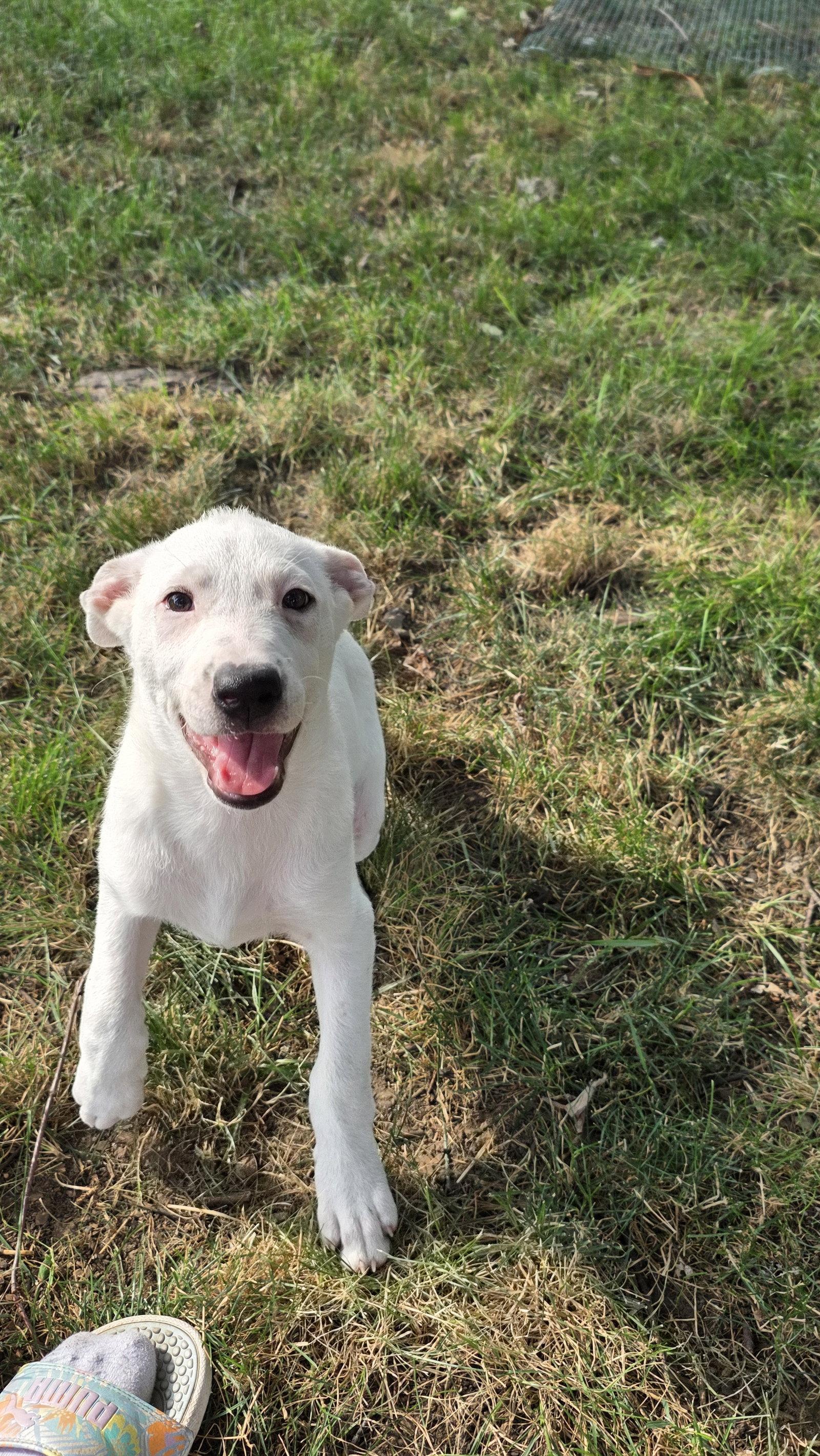 Enlarge Aphrodite, a Adoptable mixed breed in Powell, OH image 2/3