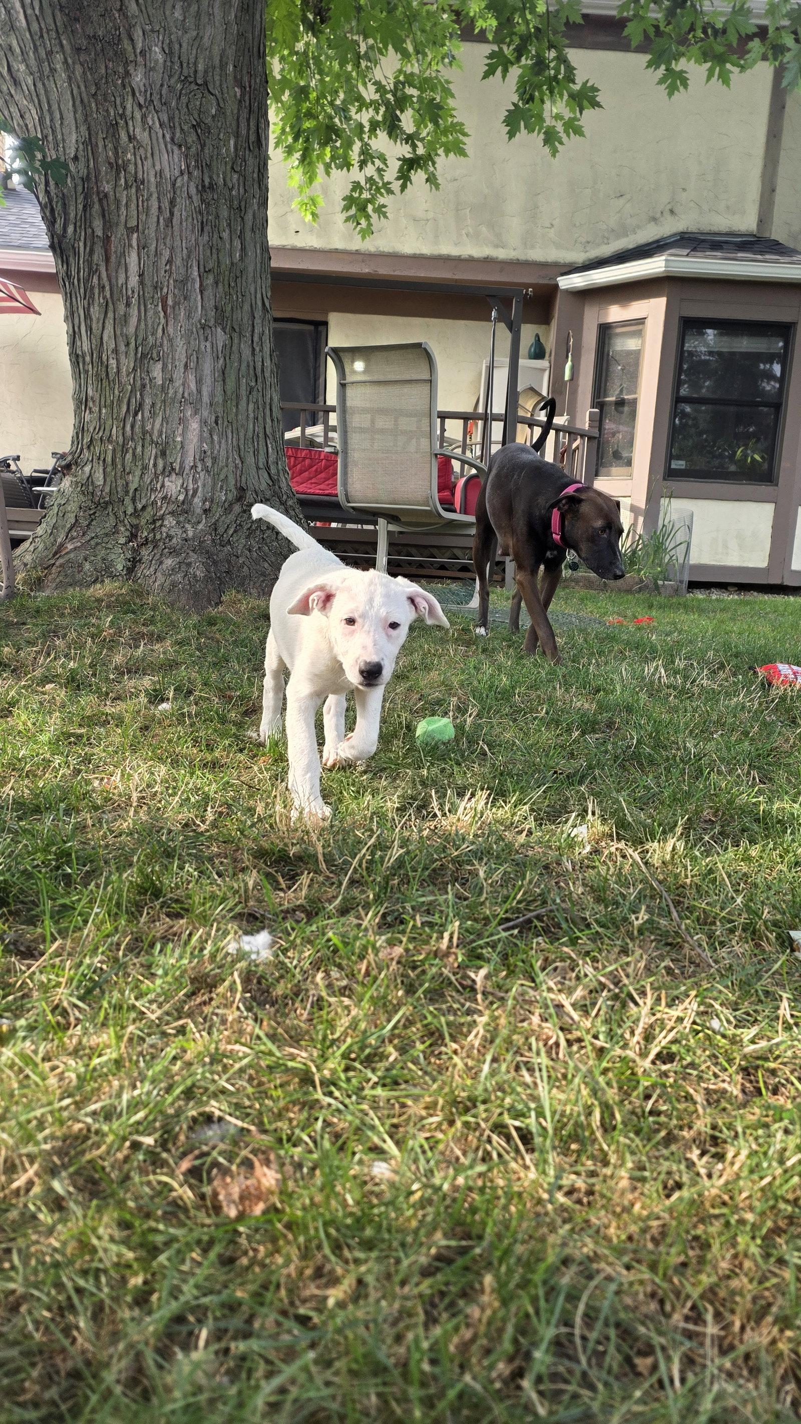 Enlarge Aphrodite, a Adoptable mixed breed in Powell, OH image 3/3