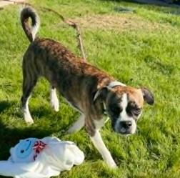 Willow, Adopted, Young Female French Bulldog & Pug.