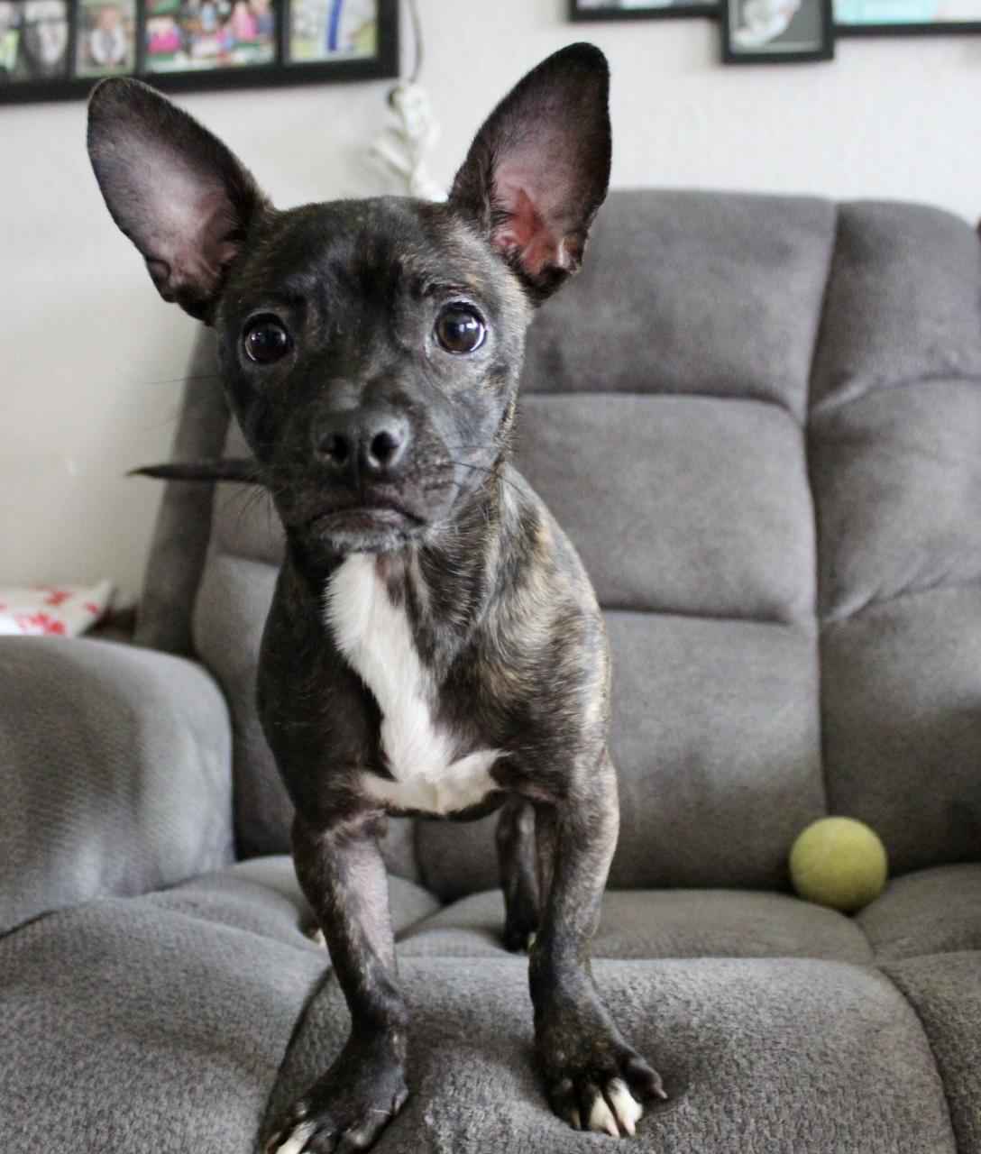 Winnie, a ADOPTABLE mixed breed in Rialto, CA image 2/4