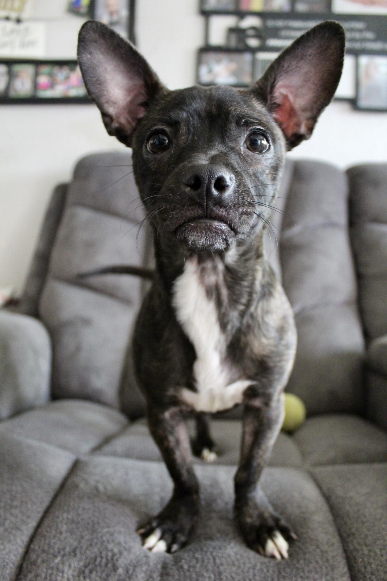 Winnie, a ADOPTABLE mixed breed in Rialto, CA image 4/4