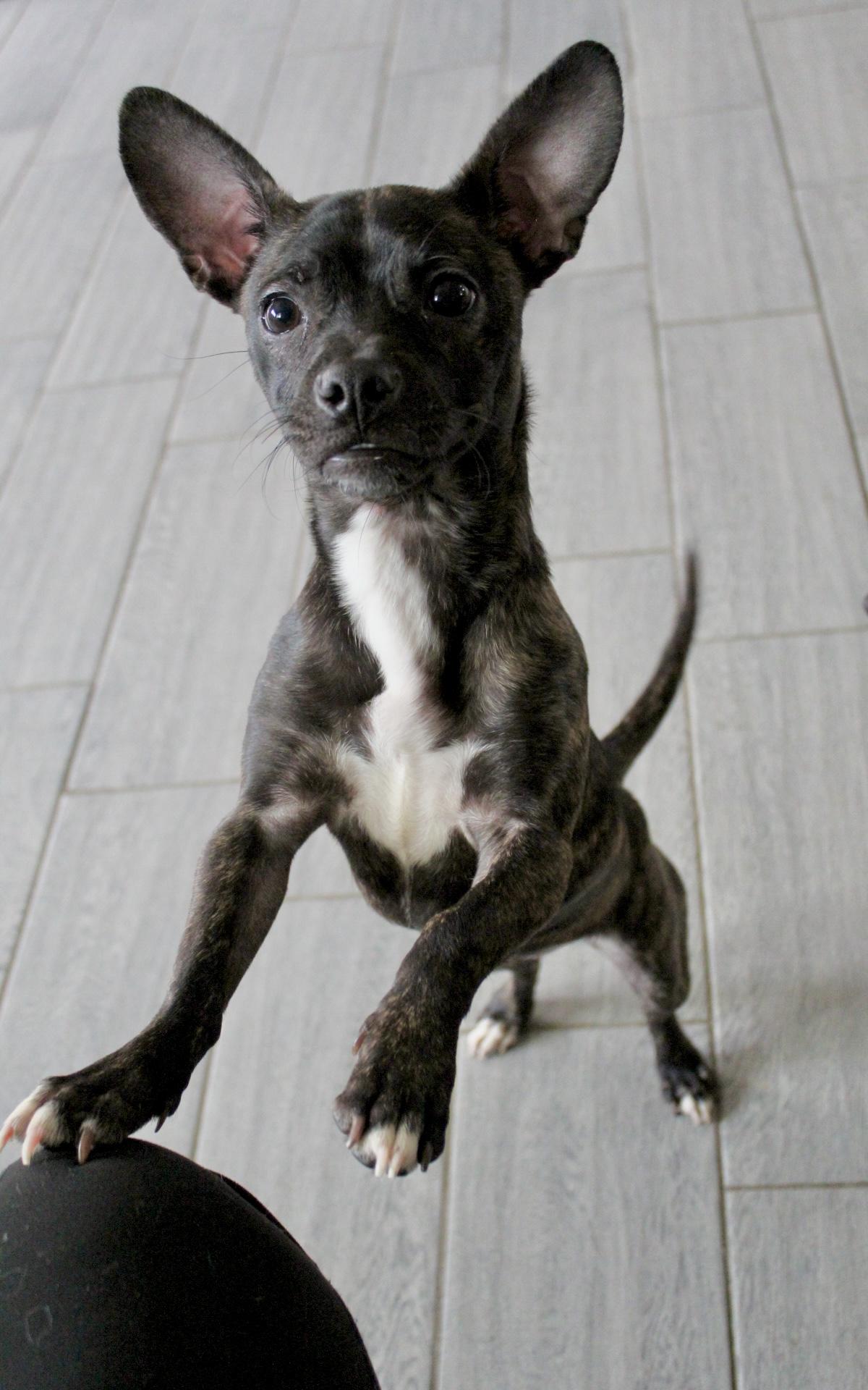 Winnie, a ADOPTABLE mixed breed in Rialto, CA image 3/4
