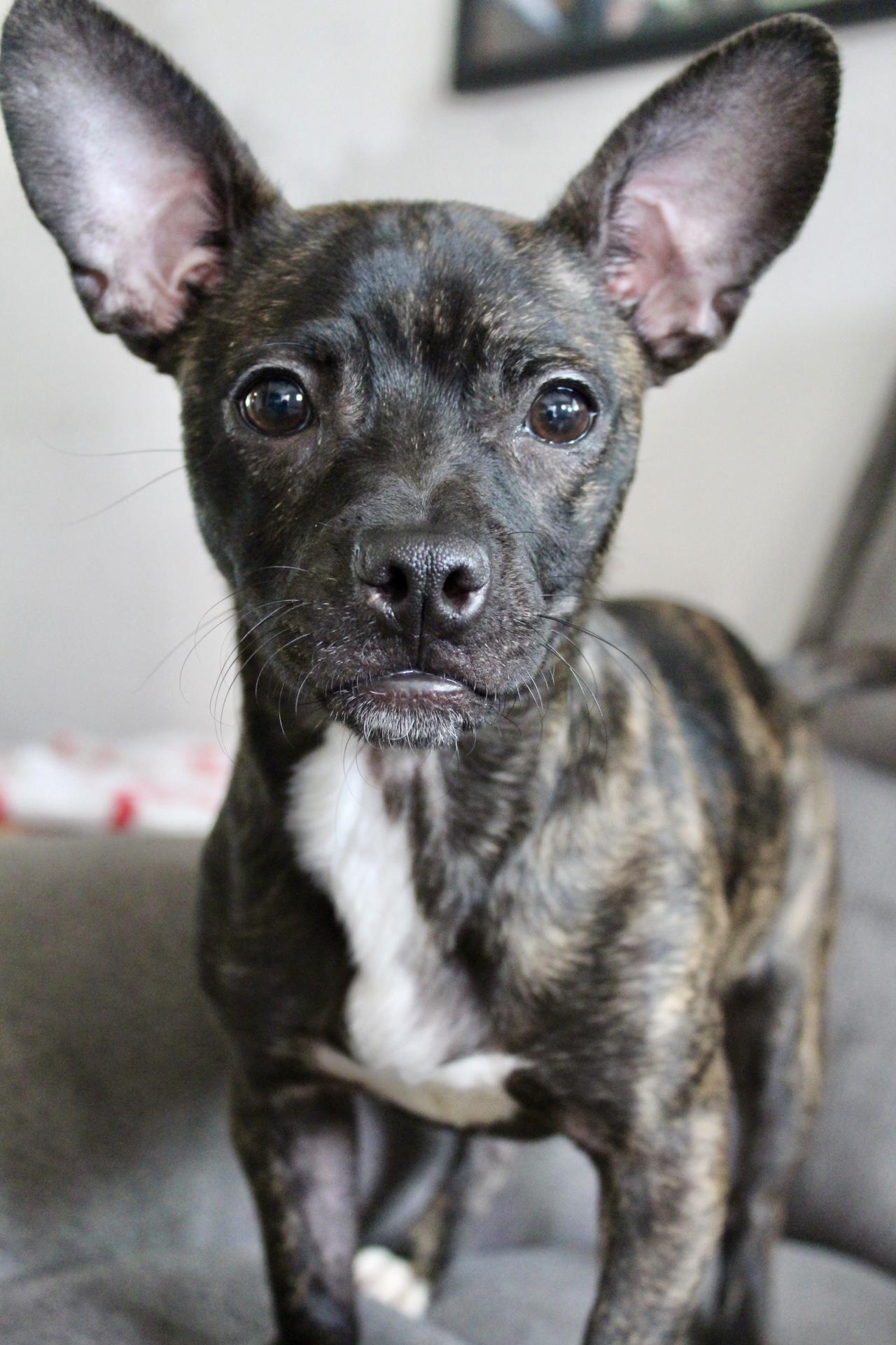 Winnie, ADOPTABLE, Young Female Chihuahua.