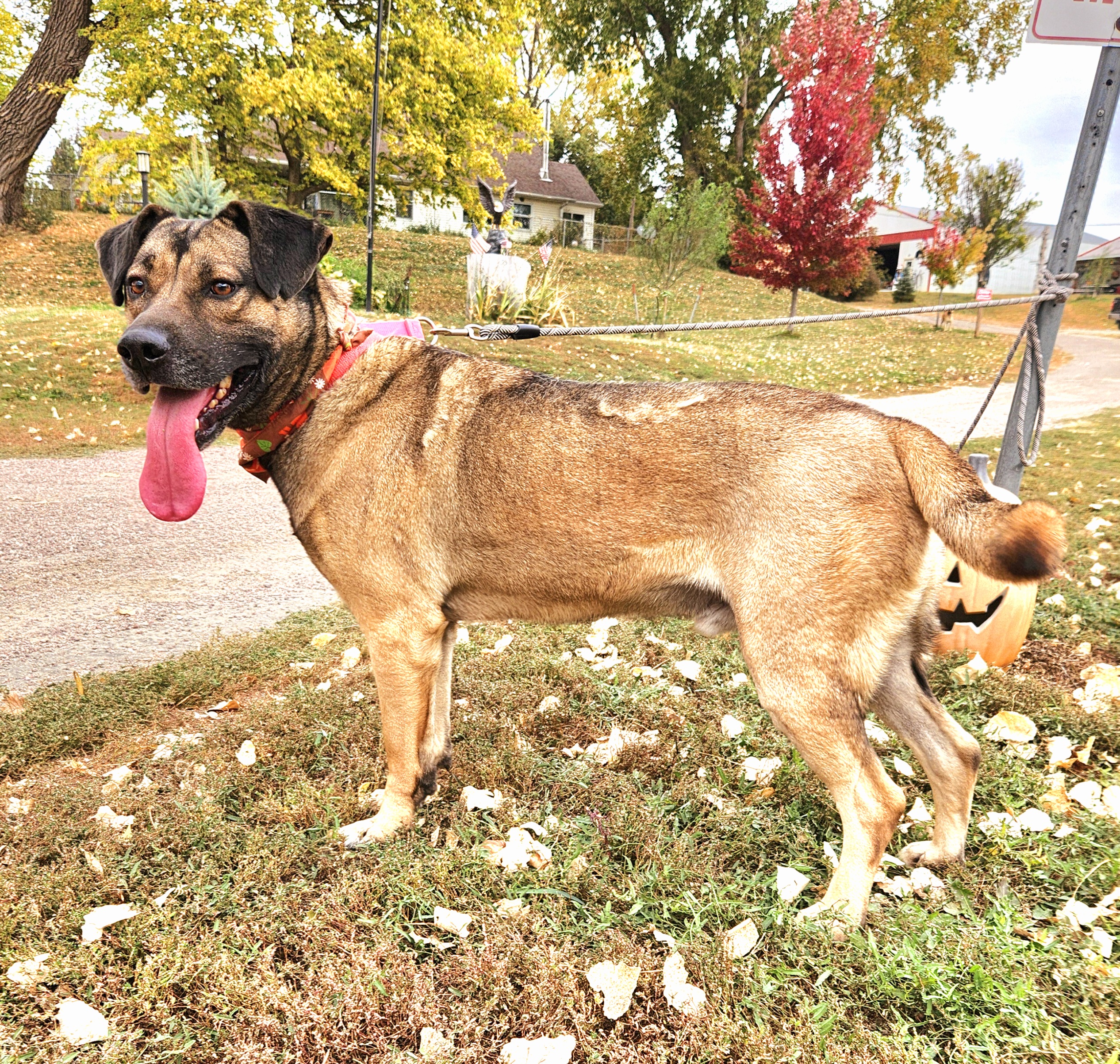 Enlarge Beanie, a Adoptable mixed breed in Walthill, NE image 5/6