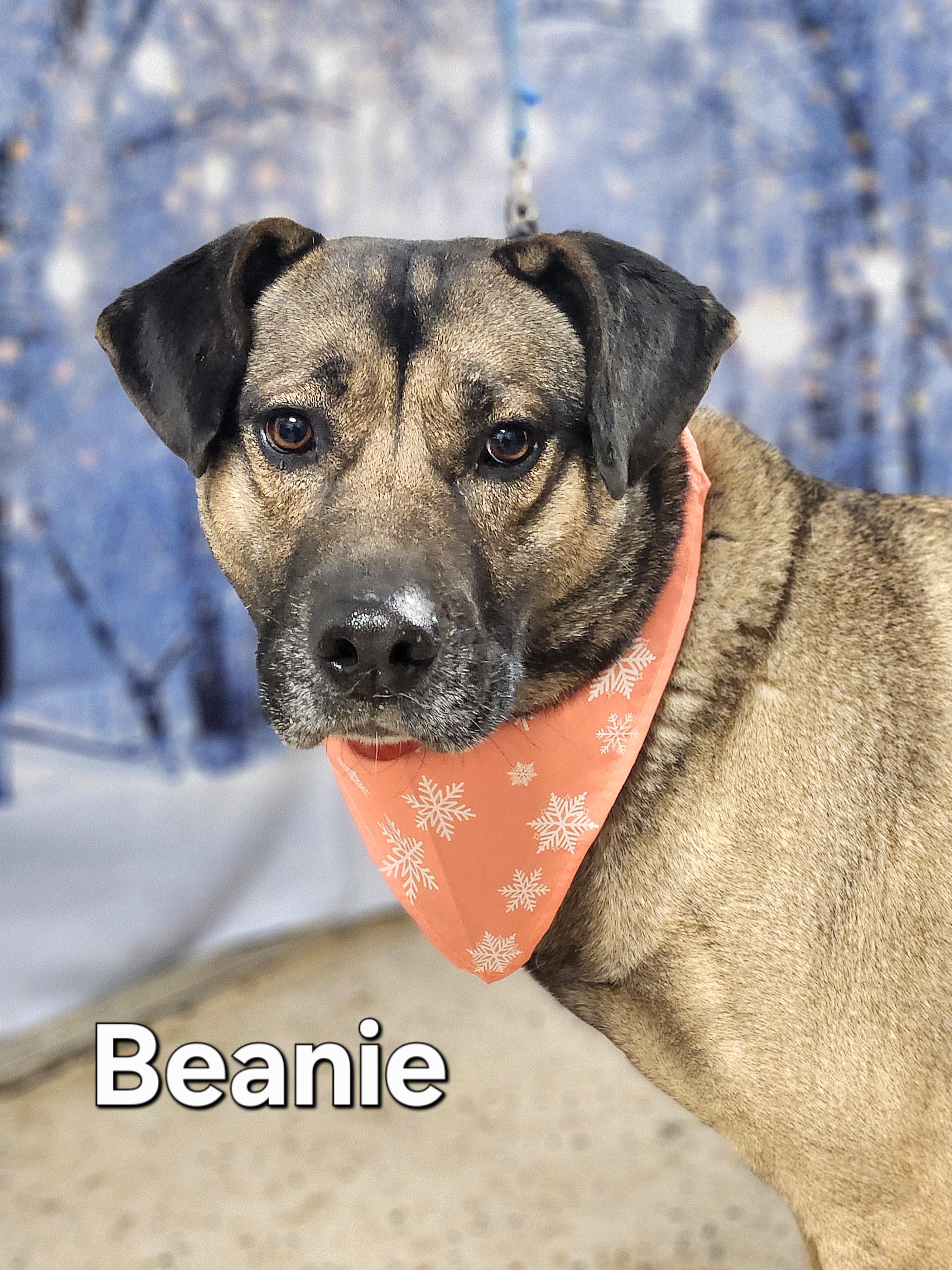 Enlarge Beanie, a Adoptable mixed breed in Walthill, NE image 2/6