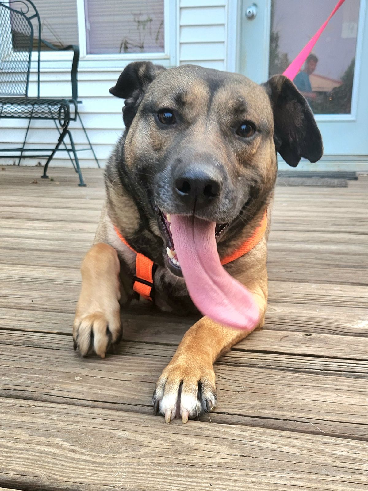 Enlarge Beanie, a Adoptable mixed breed in Walthill, NE image 4/6