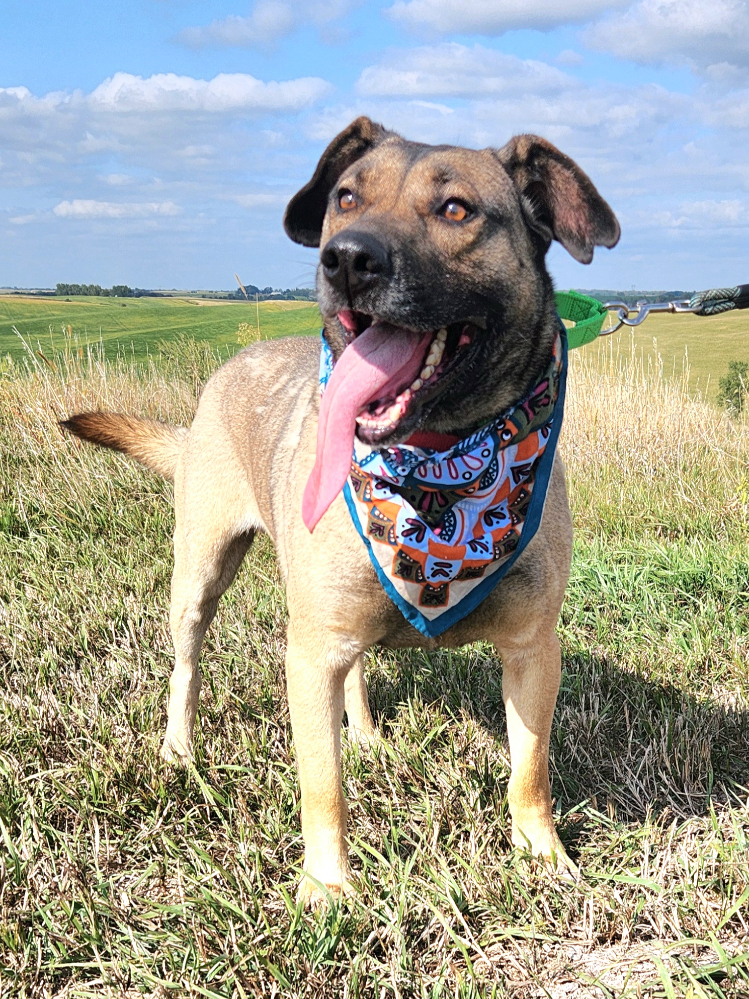 Enlarge Beanie, a Adoptable mixed breed in Walthill, NE image 6/6