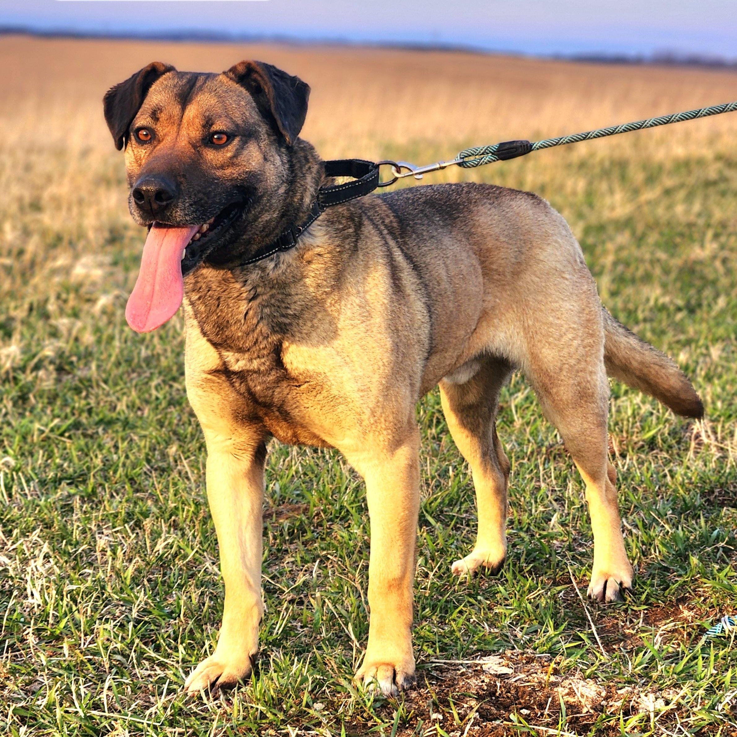 Enlarge Beanie, a Adoptable mixed breed in Walthill, NE image 1/6