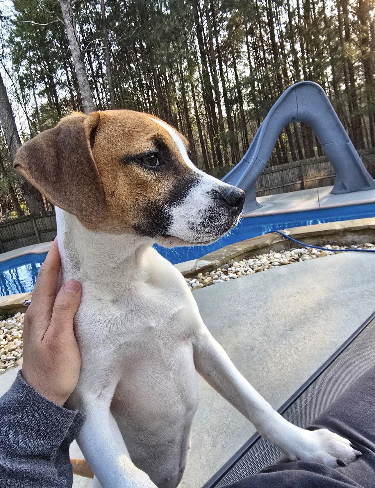 Enlarge Peanut, a Adoptable mixed breed in Ball Ground, GA image 1/3