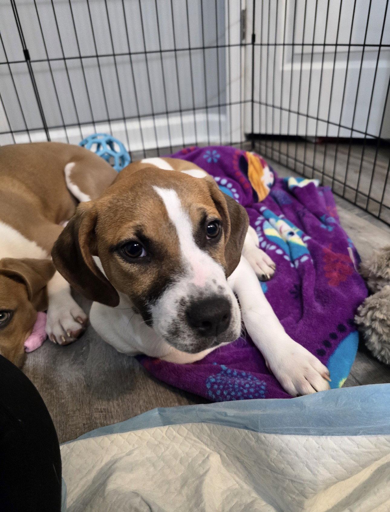 Enlarge Peanut, a Adoptable mixed breed in Ball Ground, GA image 3/3