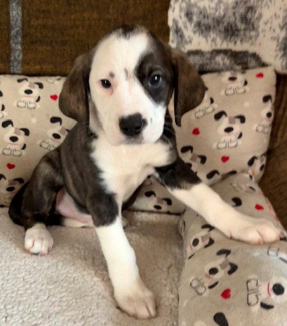 Coronet, Adoptable, Puppy Female Plott Hound & Australian Shepherd.