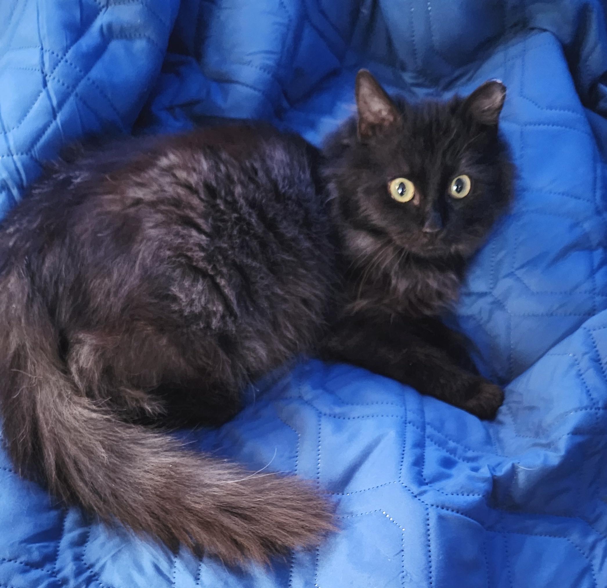 Comet, adopted, Kitten Male Domestic Long Hair.