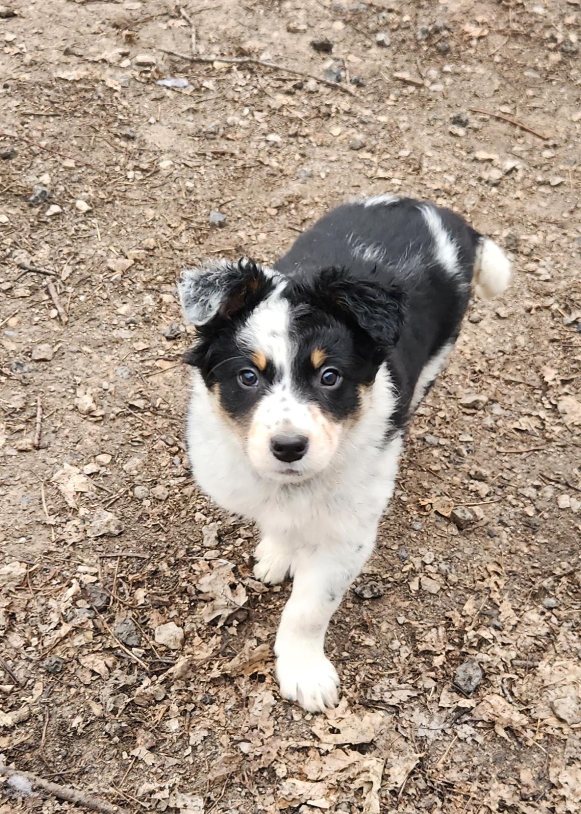 Tex, ADOPTABLE, Puppy Male Australian Shepherd & Australian Cattle Dog / Blue Heeler.