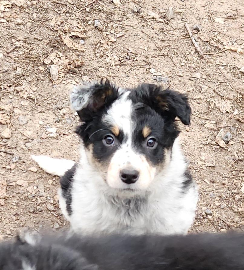 Enlarge Tex, a ADOPTABLE mixed breed in Liberty Center, OH image 4/6