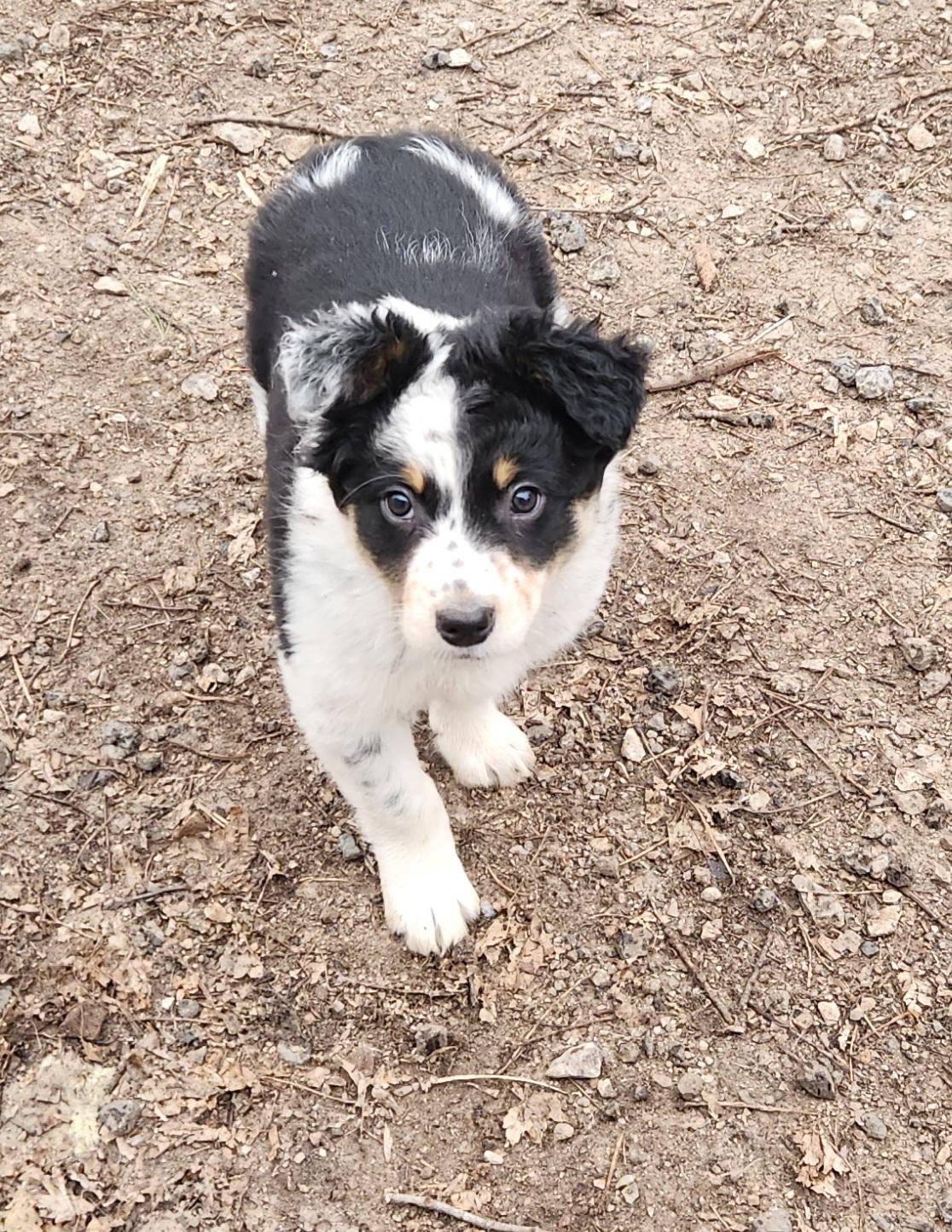 Enlarge Tex, a ADOPTABLE mixed breed in Liberty Center, OH image 3/6