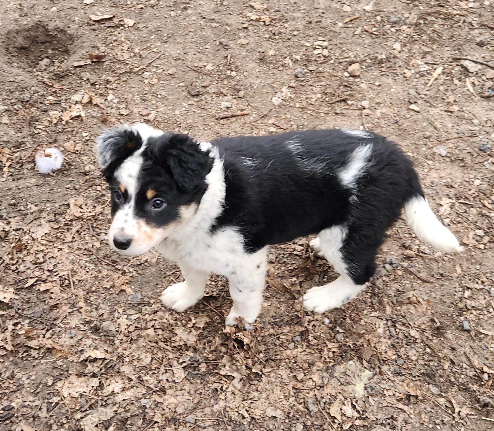 Enlarge Tex, a ADOPTABLE mixed breed in Liberty Center, OH image 5/6