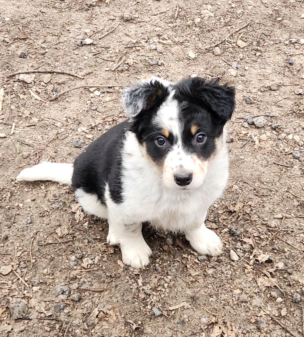Enlarge Tex, a ADOPTABLE mixed breed in Liberty Center, OH image 2/6